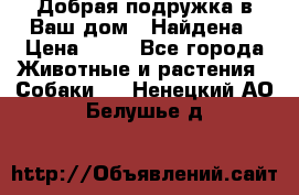 Добрая подружка,в Ваш дом!!!Найдена › Цена ­ 10 - Все города Животные и растения » Собаки   . Ненецкий АО,Белушье д.